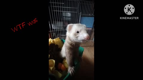 Romeo the ferret just playing in a box of toys!