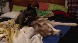 French Bulldog puppy plays with extremely vocal husky