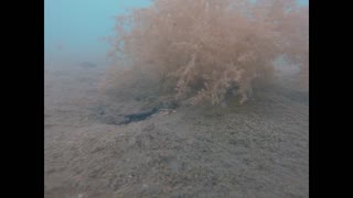 Underwater Dreams - Sea anemone