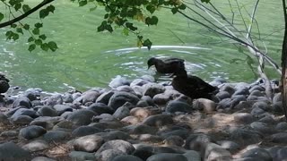 Magnificent ducks by the pond.