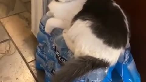 Surprising funny cat video