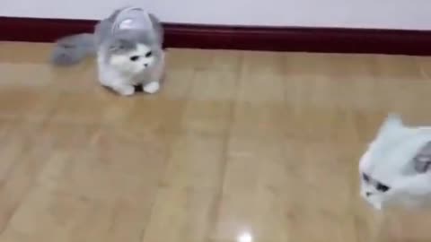 cats funny fight