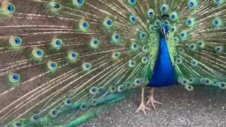 Perry the Peacock Gets a Grape