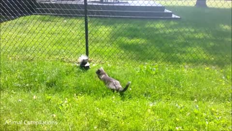 Baby Skunks Trying To Spray and other funny animals