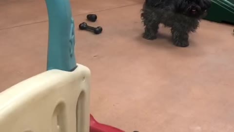Home Time Delight At Doggy Day Care