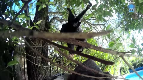 Rescuing a baby flying-fox whose mum hit a taxi this is Taxi