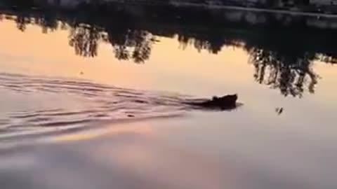 Baby Bear RESCUED From Drowning!!!