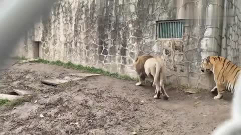 Tiger vs lion funny video 😅