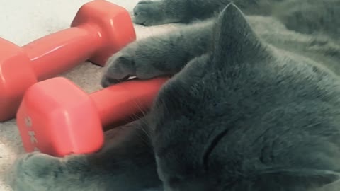 A British Shorthair wants to work out as well