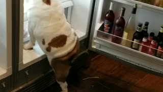Bulldog searches and climbs into fridge every time its opened