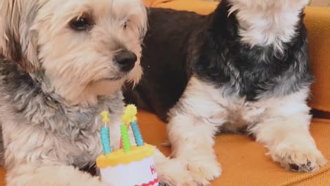 happy birthday to both dogs pets