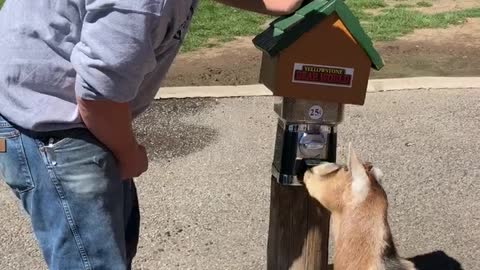 Goat Knows to Use Its Nose