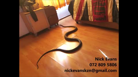 Black Mamba Slithers Through Durban Home