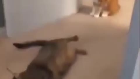 Funny Cats Fight