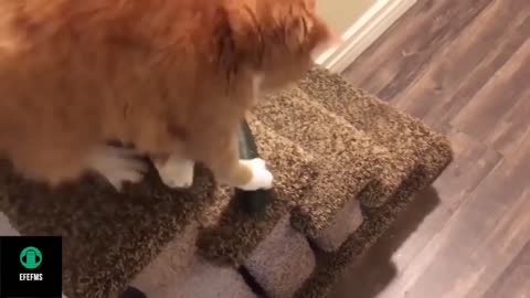 Cute and Funny Cat Videos To Make You Smile