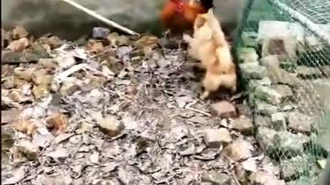 Chicken vs dog fight