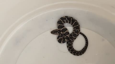 Small Water Snake saved from Pool Skimmer
