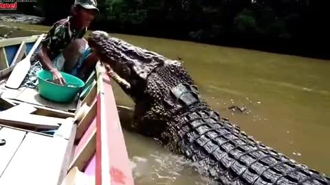 Giant crocodile begging for food