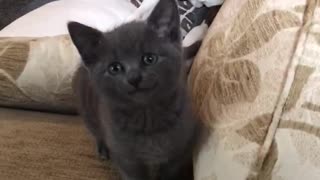 Pitbull and kitten greeting owner
