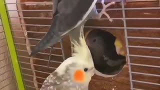 Very cute parrots.