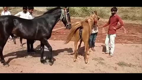 Horse 🐴🐴 mating video 😂😂