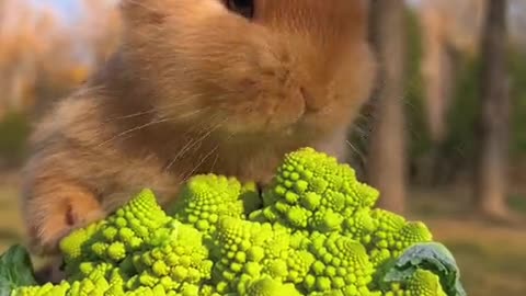 The little bunny eats vegetables, one bite at a time, so crunchy! 🥕🐰