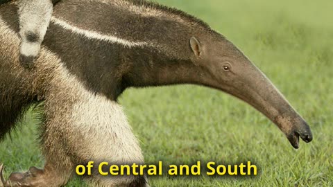 Anteater - One Of The Most Bizarre Animals