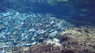 Striped bass in Silver Glen Springs