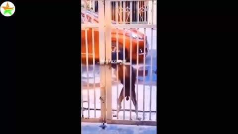 😂🤣Funny monkey videos try not to laugh Monkey comedy bandar