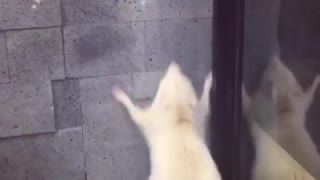 albino raccoon jumps up and down