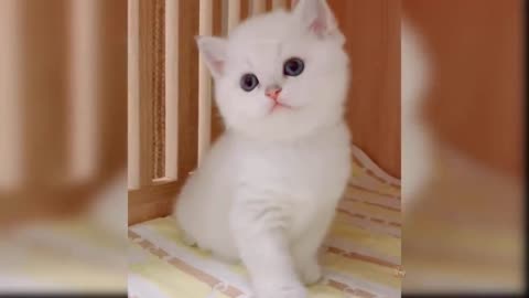 Baby Cats - Video Compilation of Cute and Funny Cats