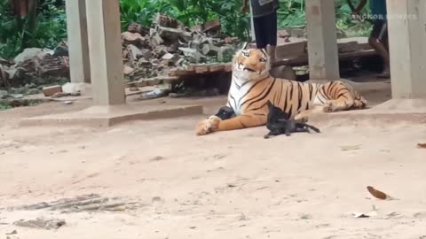 Prank Dogs With Big Fake Tiger