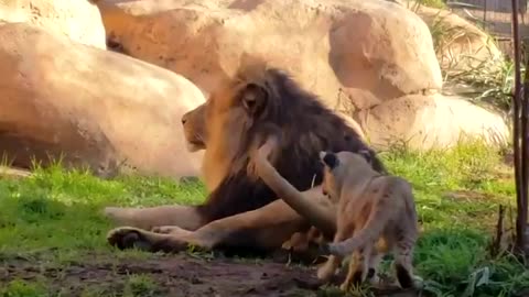 when your baby want to play before drinking a cup of coffee (cute lion cub)
