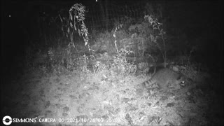 Backyard Trail Cam - Raccoon