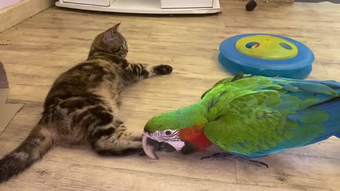 Parrot Plays With Kitty Best Friend