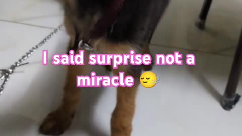 our dog need miracles #doglover #dog #germanshepherd #cat #catlover #viral #shorts #trending #funny