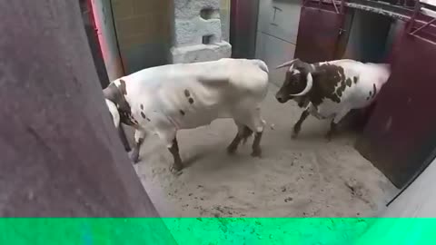 Bull rage video - Best animal fights