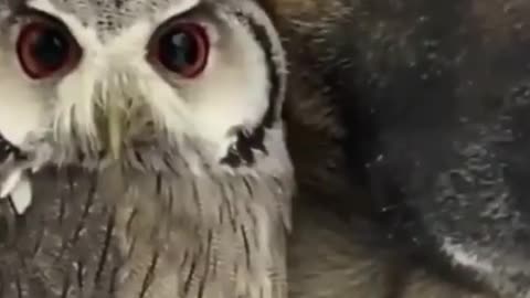 An unusual friendship between a dog and an owl
