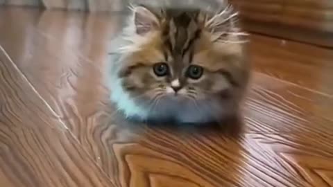 Funny Short Cat