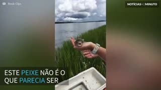 Peixe se ‘esvazia’ e encolhe em pouco segundos