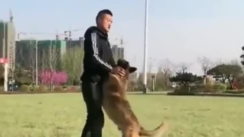 Trained dogs. So amazing