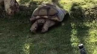 Tortoise Play