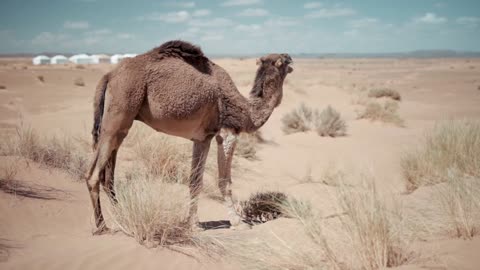 Animal camel desert ship