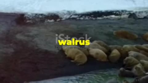 Mind-Blowing Walrus Facts You Didn't Know!