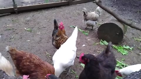 Chickens eating sunflower seeds.