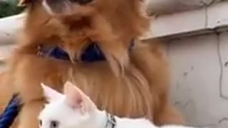 Sweet Cat Protecting His Dog Friend