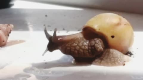 Achatina snails-Funny snails
