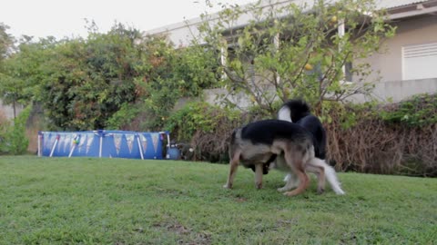 Dogs playing Two pets