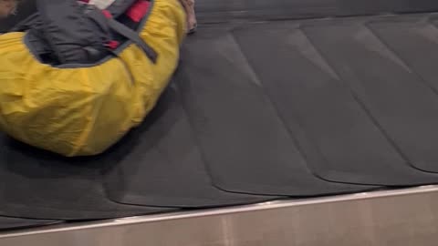 Bomb-Sniffing Dog Patrols the Baggage Claim