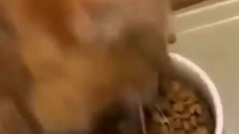 Funny Animal Videos 2022 😂 - Funniest Cats And Dogs
